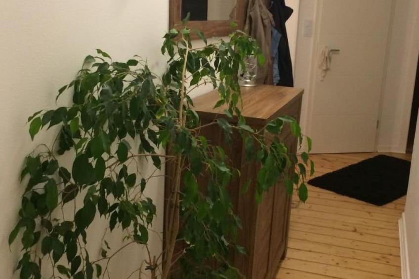 Altstadtnahe Wohnung Villa Harmening in Goslar - foto 11