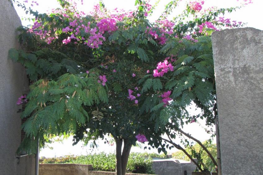 Bungalows für 2-4 Pers. mit Meerblick - foto 40