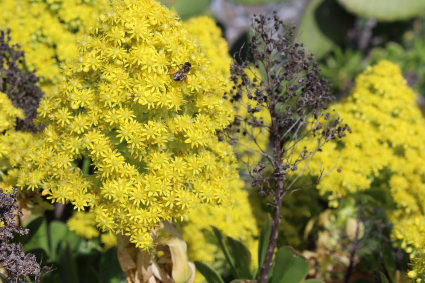 in Monte Breñas mit Grill, Terrasse und Garten - foto 38