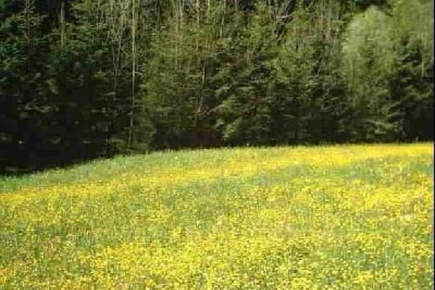 Arthurhütte in Hohenweiler - foto 6
