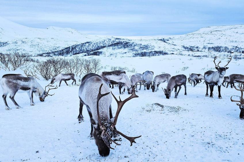 ENGVIK LEILIGHET  83697 - foto 30