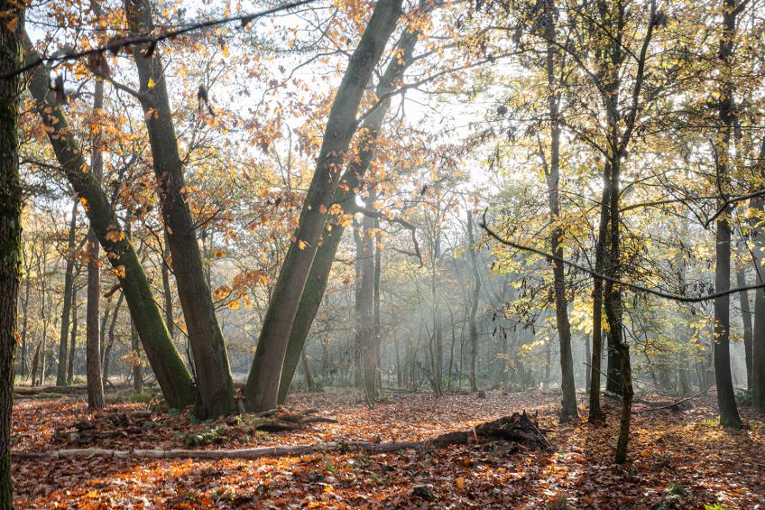 Natuurhuisje Duinpieper, 4 pers. - foto 25