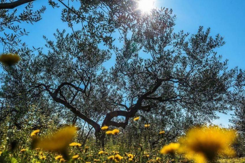 Haus Jakov direkt am Meer - Insel Hvar - foto 53