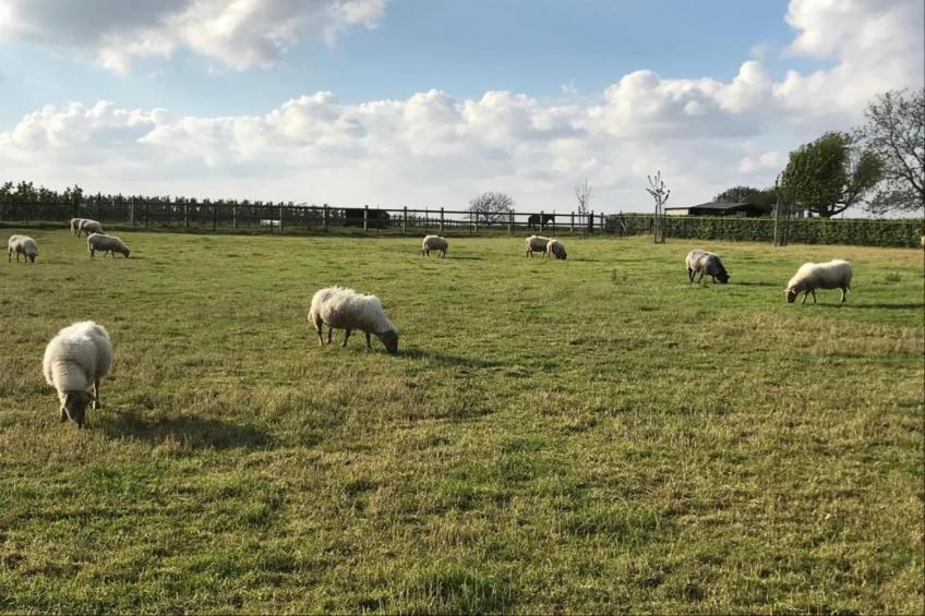 Herenhoeve de Bockhof - foto 36