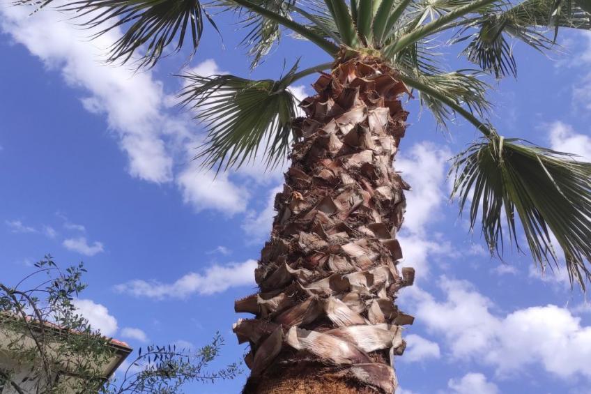 Le Palme in linera - foto 31