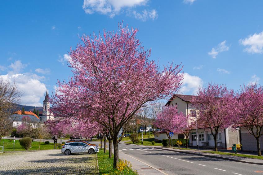 mit Terrasse, Grill und Garten - foto 57