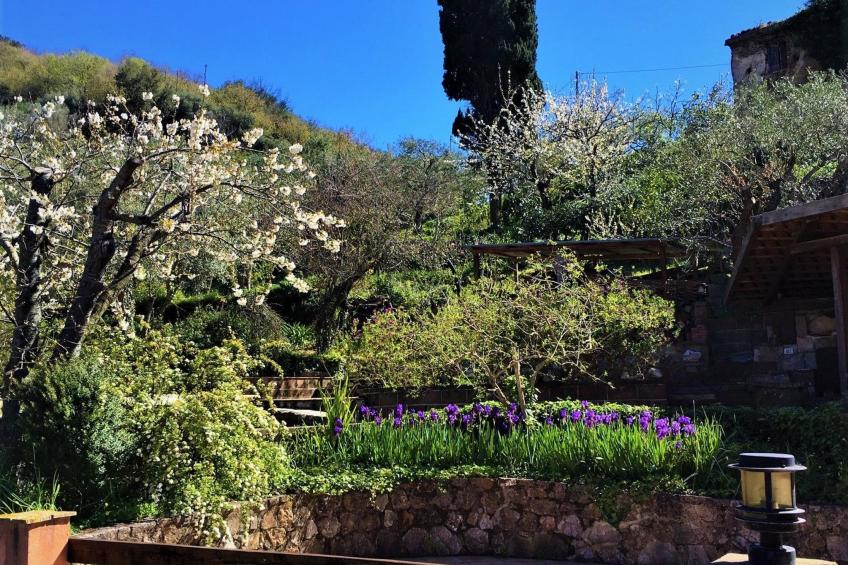 Flache Zeder - foto 23