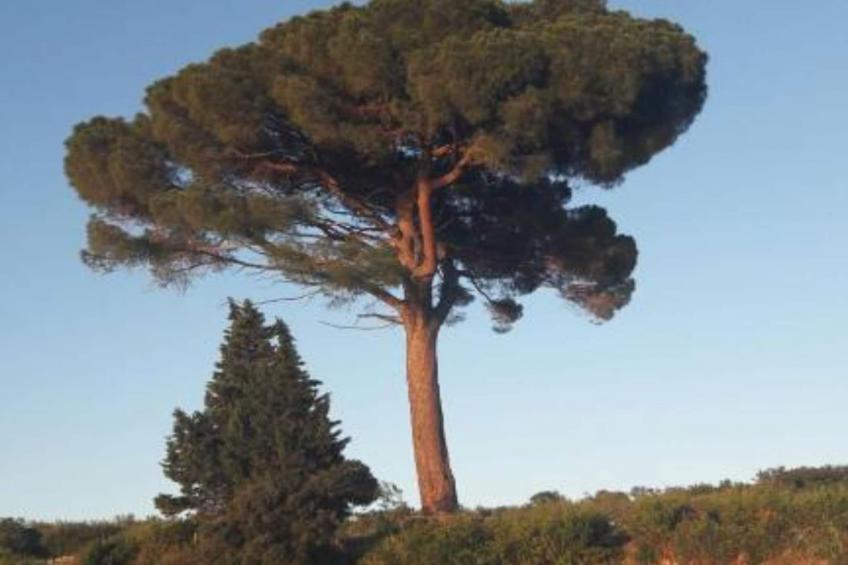 Apartment Magdic - Two Bedroom Apartment with Terrace - foto 16