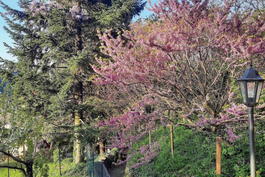 Klimatisiertes Ferienhaus mit Pool - foto 22