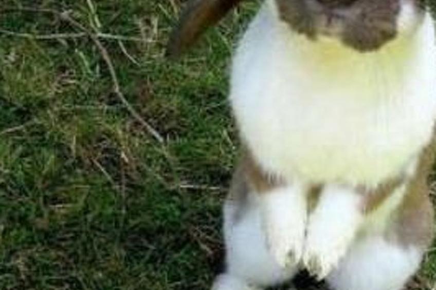 Farbhaus Bleiche - foto 10