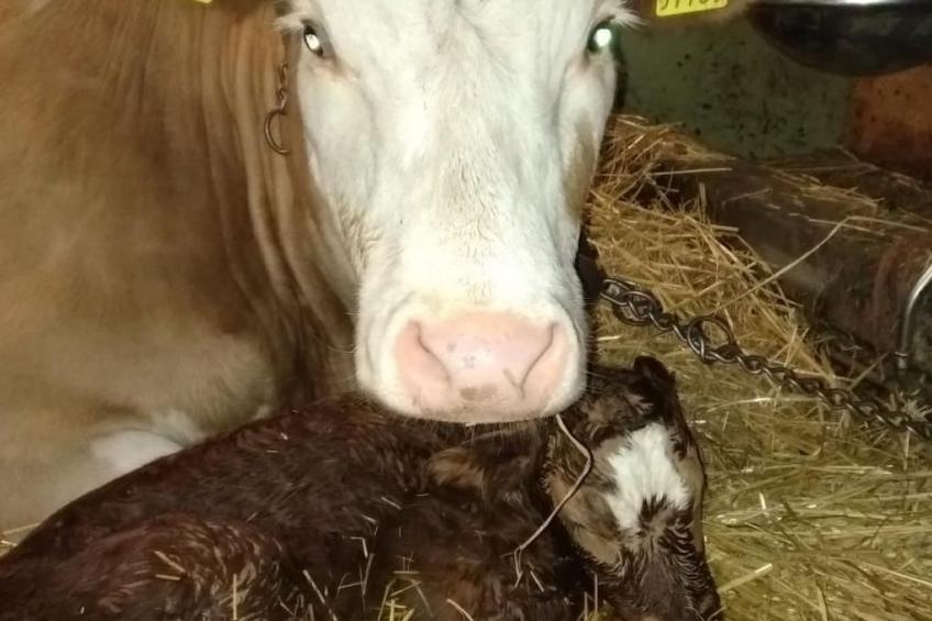 Hasenbüel - foto 30