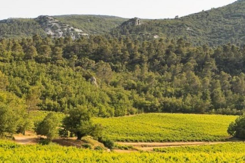 Gemütliches Studio inmitten von Weinbergen und Olivenbäumen - foto 8