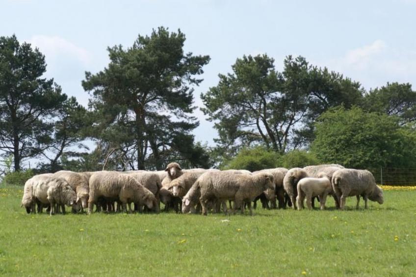 Gemütliche Maisonette Wohnung Seelenblick - foto 16