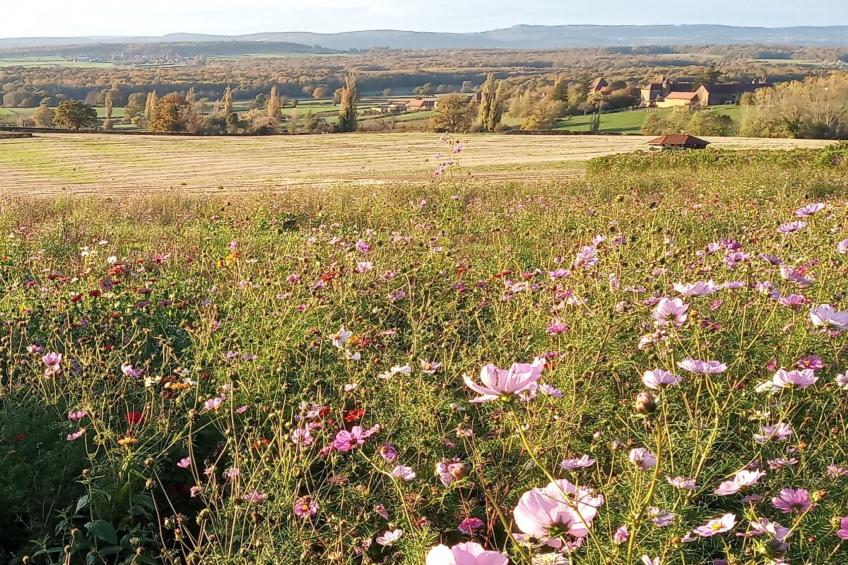 an der Weinstraße von Burgund - foto 20