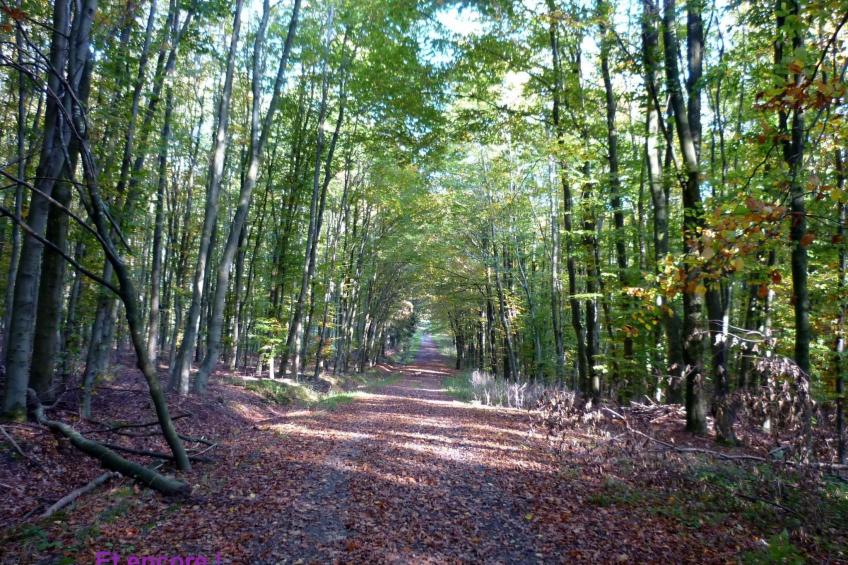 Ardennen Ferienhaus 5 Zimmer 5 Bad 14 Pers Zugang Chaisards - foto 48