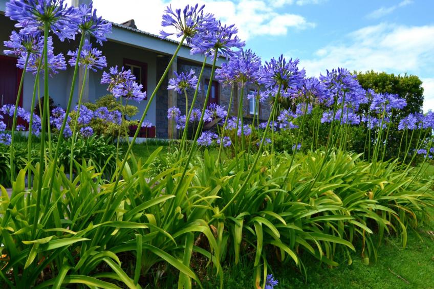Casa da Fonte - Historisches Steinhaus auf den Azoren - foto 13