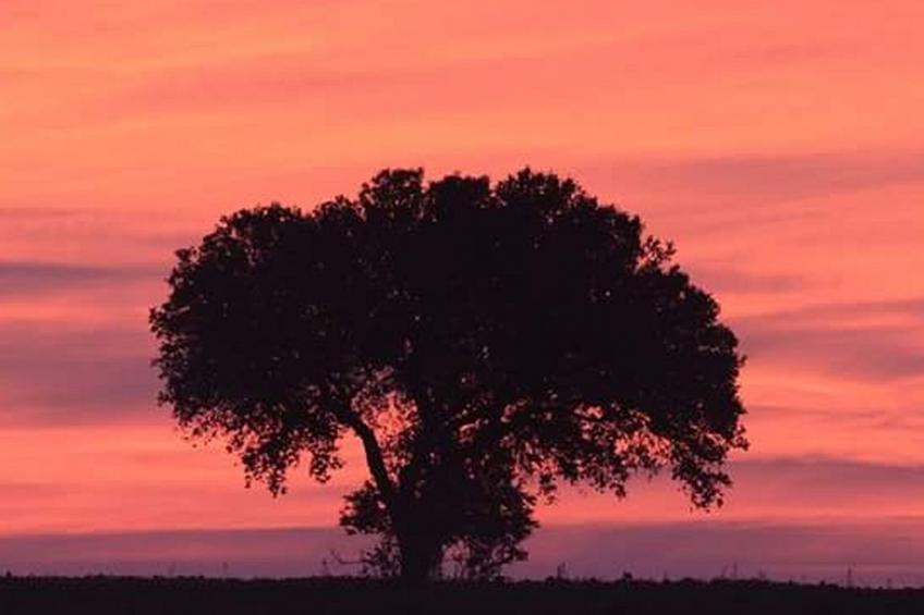 Monte Horizonte Casa Camelia Öko und Natur - foto 21