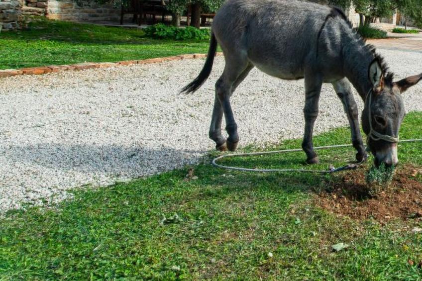Country House Irena with pool - foto 25