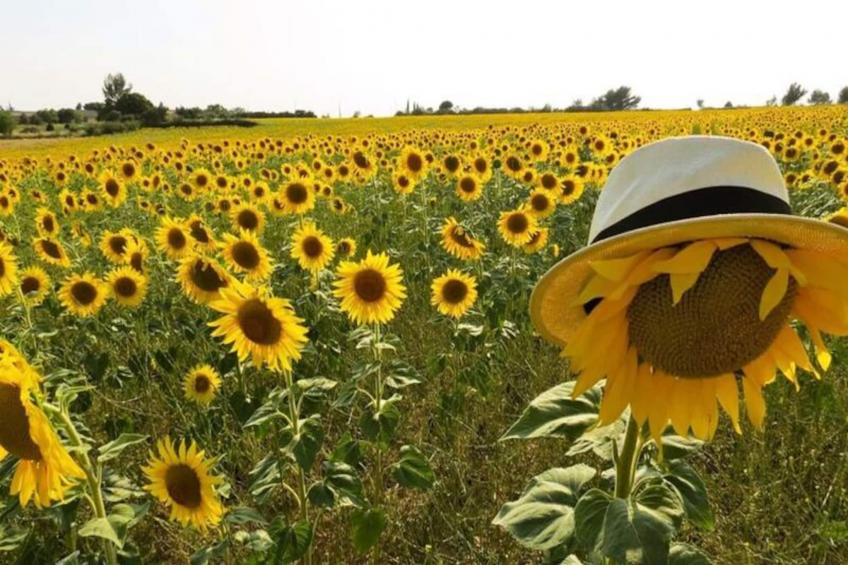 Mas La Miellerie | Charme Authentique Et Nature - foto 72