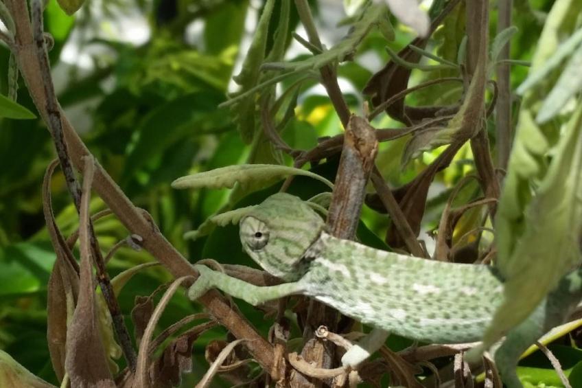 Casinha Lena - foto 16