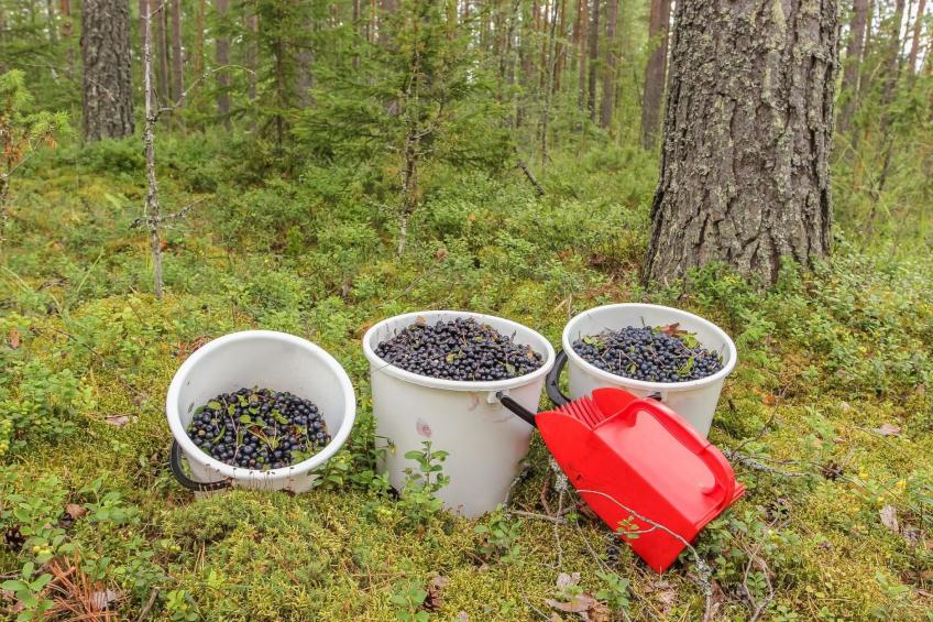 Villa ebba - foto 24