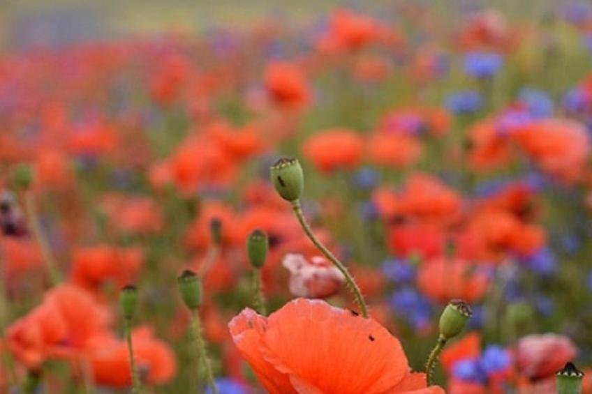 Stadt Apartement - foto 28