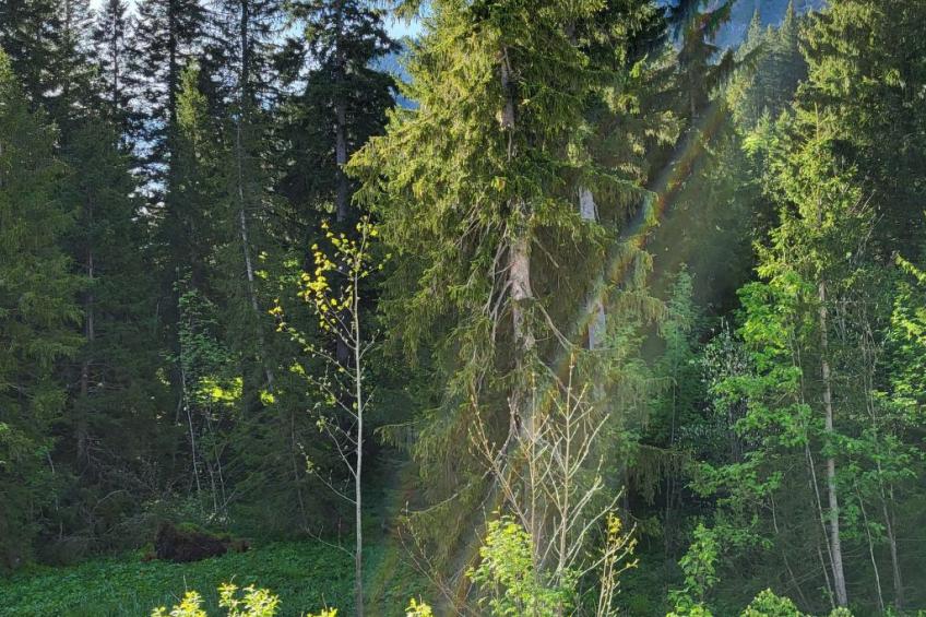 Fewo Pistenblick - foto 20