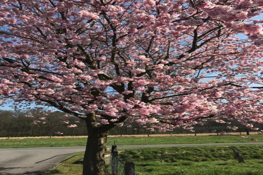 Ferienresort Bad Bentheim - foto 27