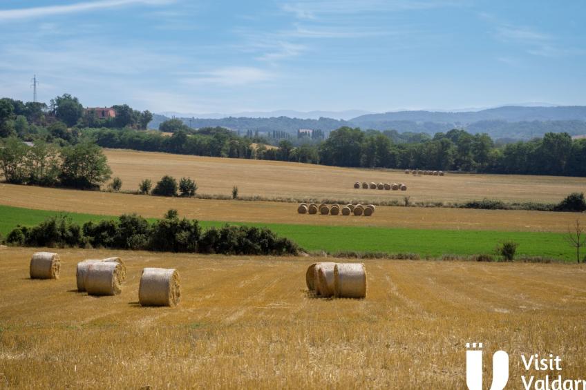 Flache Kornblume - foto 50