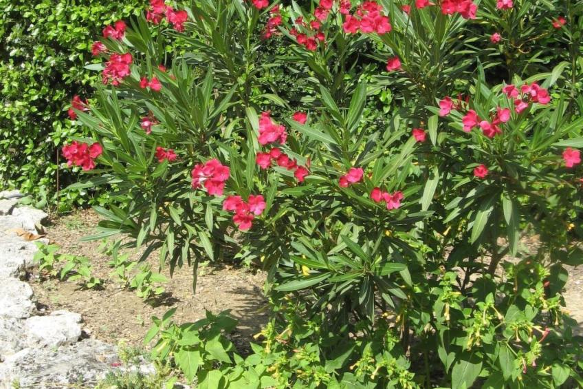 À l'abri du Mistral - foto 25