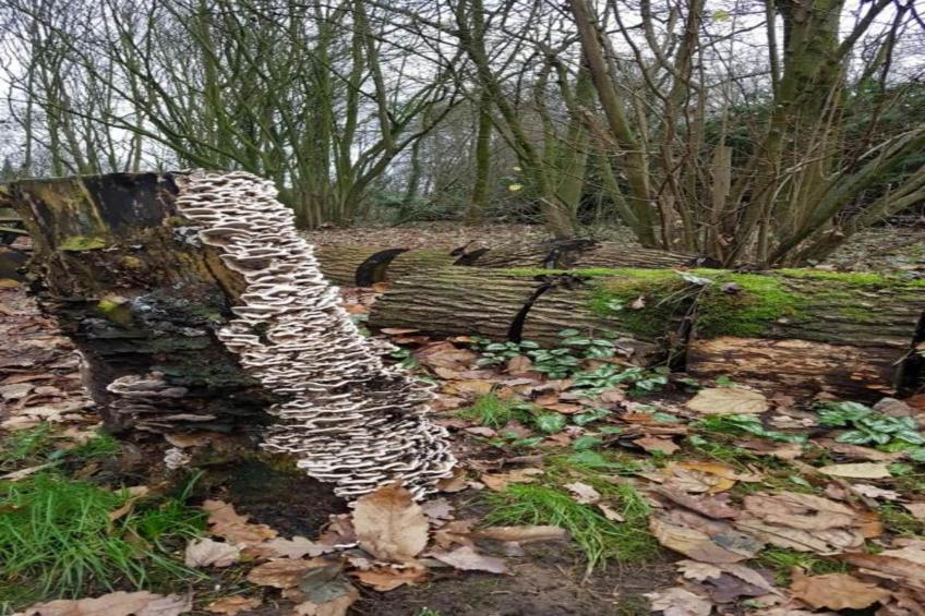 Vakantiepark Klein Vink 19 - foto 35