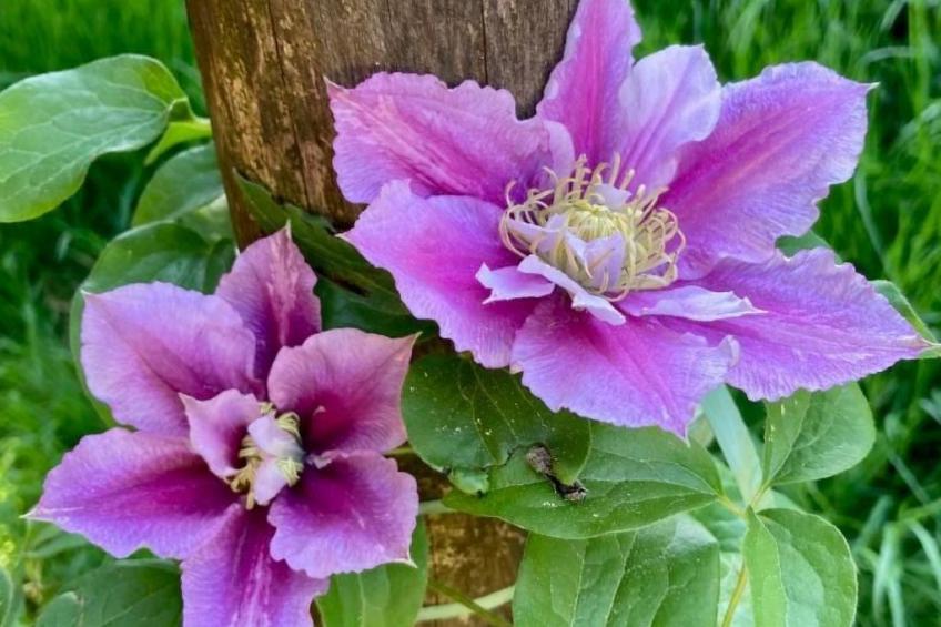 Scheftenau - foto 15