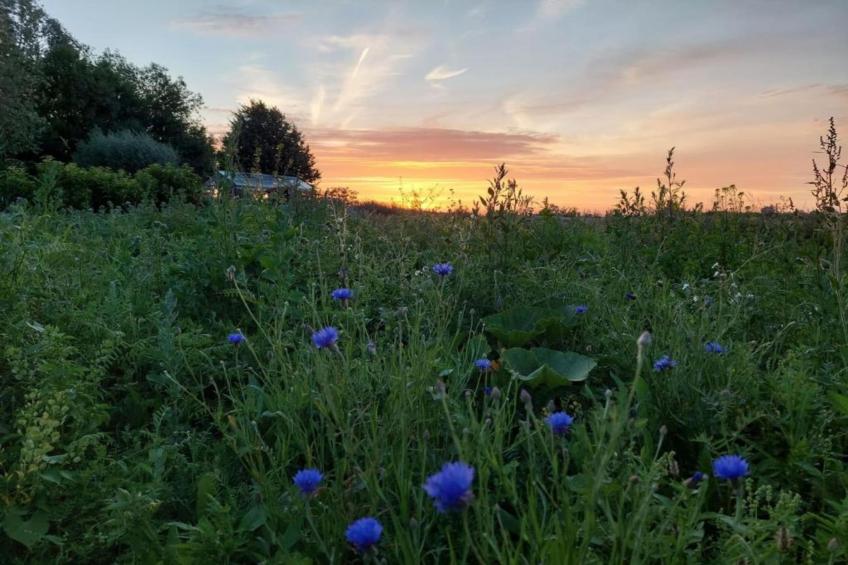 Hommelhove - foto 35