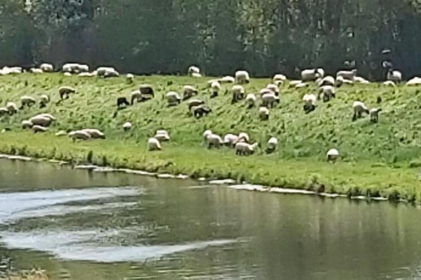 De lüt Ferienhof Jameln Lüneburger-Heide/Wendland - foto 3