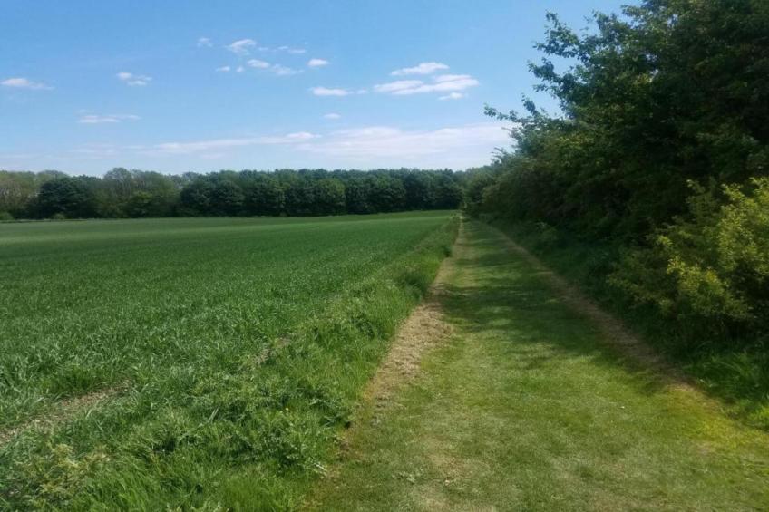 Wisteria at the Rookery - foto 26