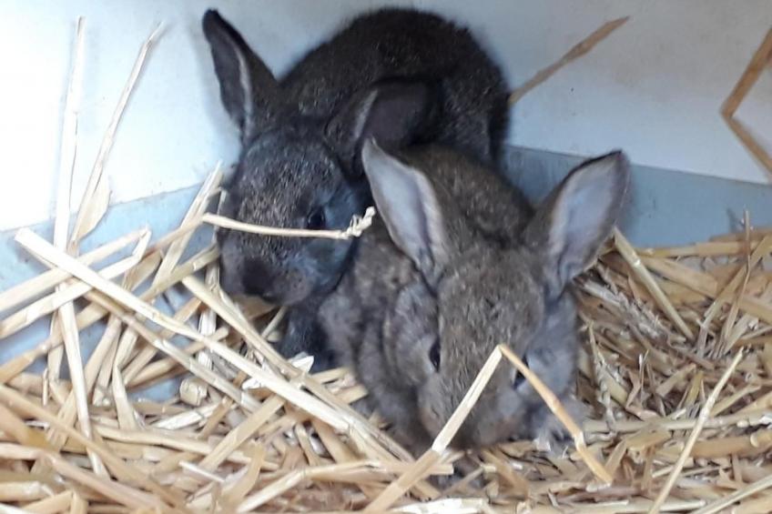 Sidlers Neuhof - foto 28