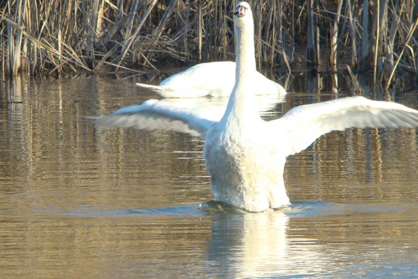 in Puska mit Offenem Kamin - foto 25