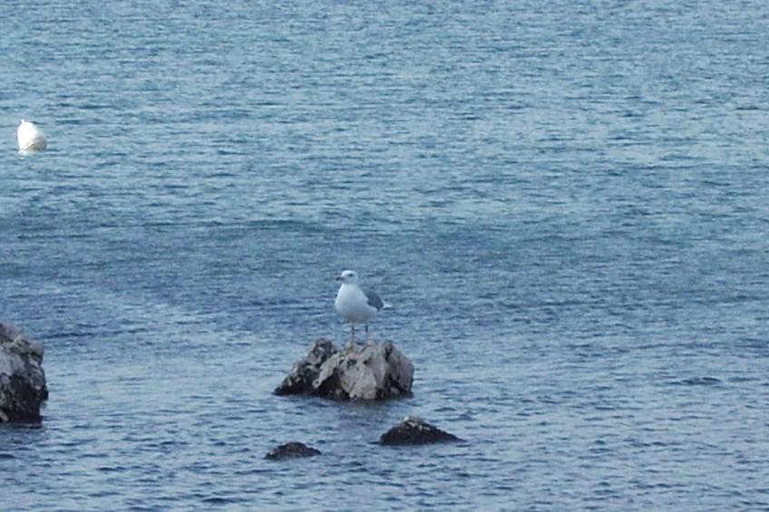 mit Meerblick in Vinjerac - foto 15