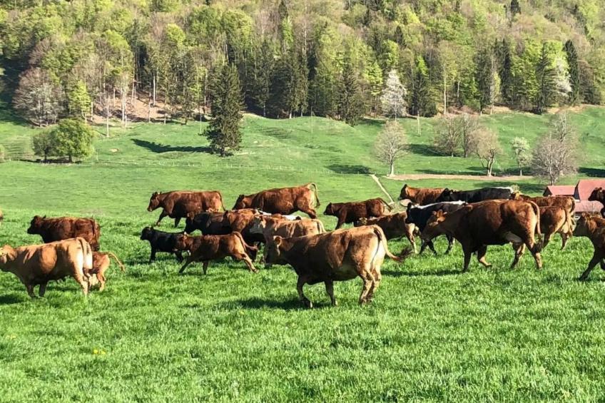 Schafmatthof Dachwohnung - foto 21