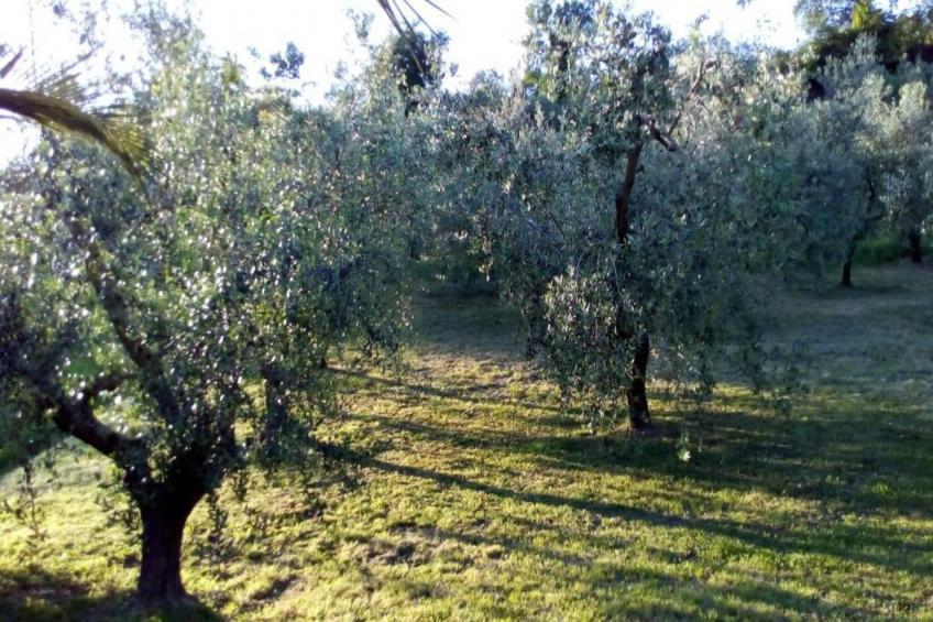 Vanessa Coccinella - foto 35