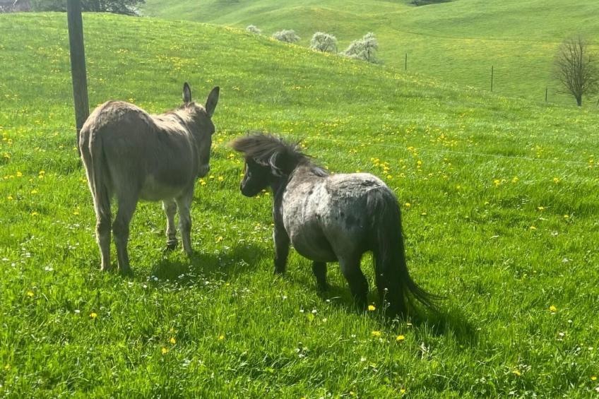 Schafmatthof 1 Obergeschoss - foto 26