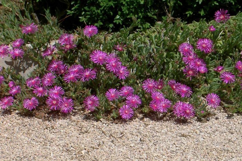 Gemütliches Ferienhaus in Pinezići mit großer Terrasse - foto 17