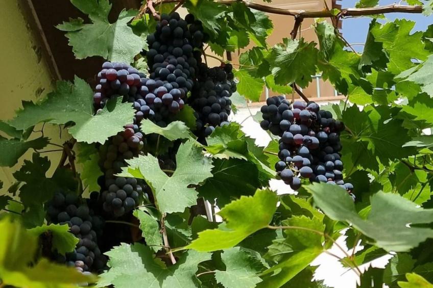 mit Kamin, Terrasse und Meerblick - foto 15