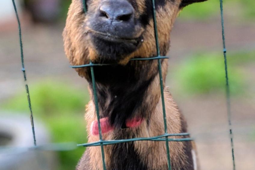 Helles, offenes Ferienhaus, Gemeinschaftspool Hunde - foto 23