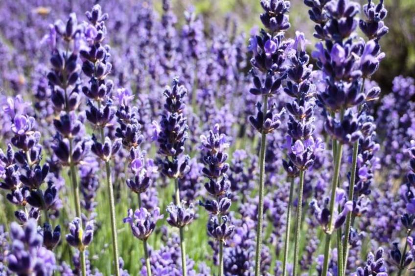 Maison Cosy Lodge, 15 P, Clim, Wifi, Cour, Garage - foto 27