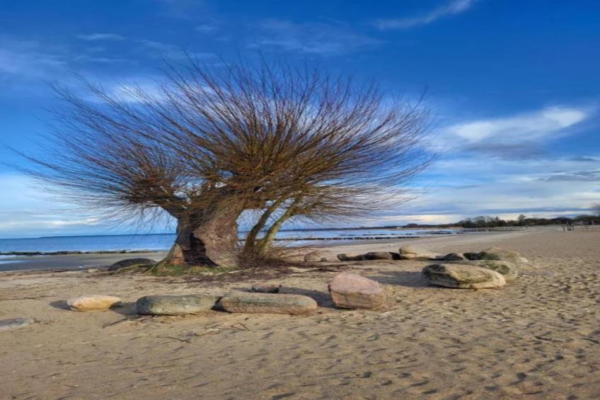 Schlafen unter Reet - Naturhof - Ahlbeck am Haff / Nr 1 - foto 33