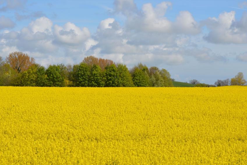 Finkenbusch - foto 17