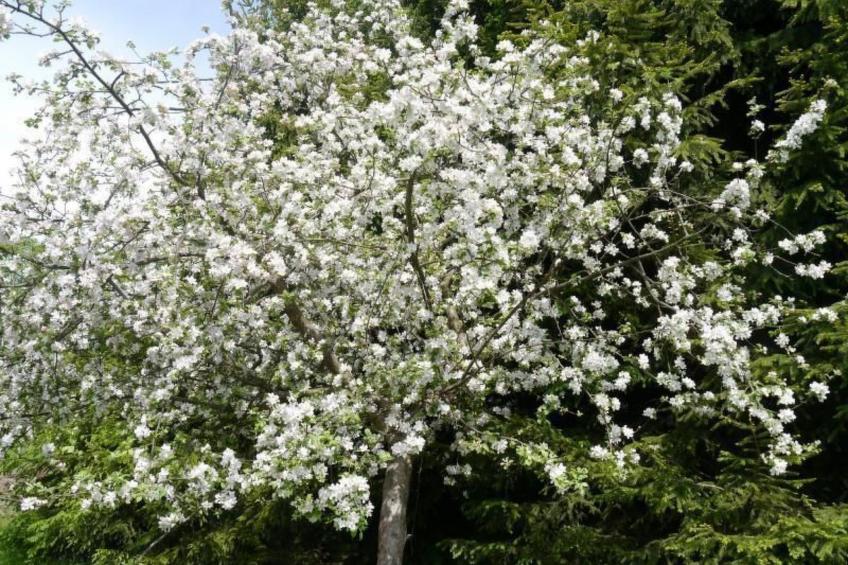 Gästehaus Siebert - foto 27