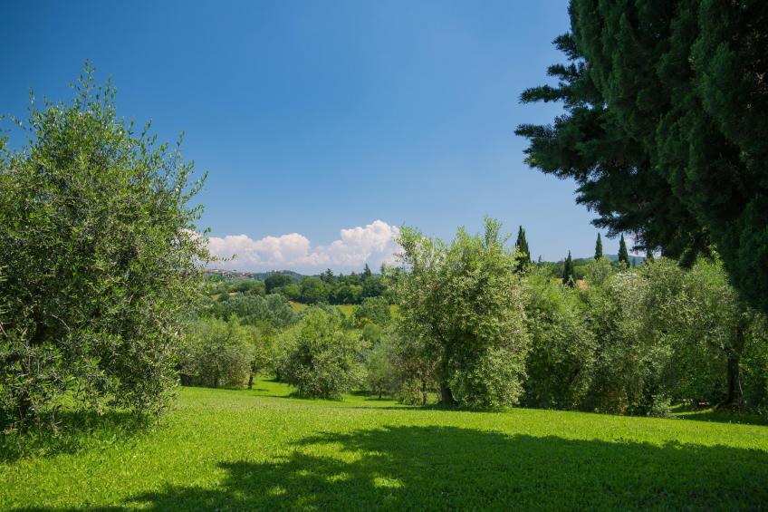 Ortensia e Glicine - foto 40