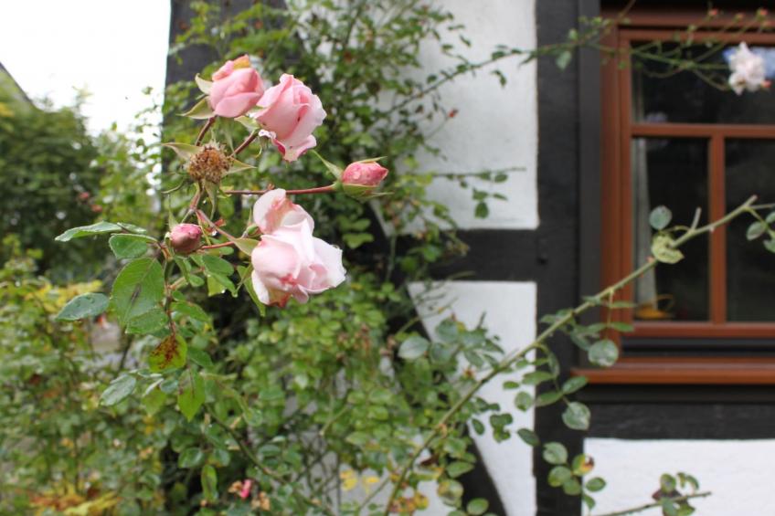 Romantisches Fachwerkhaus zwischen Rhein und Mosel - foto 7